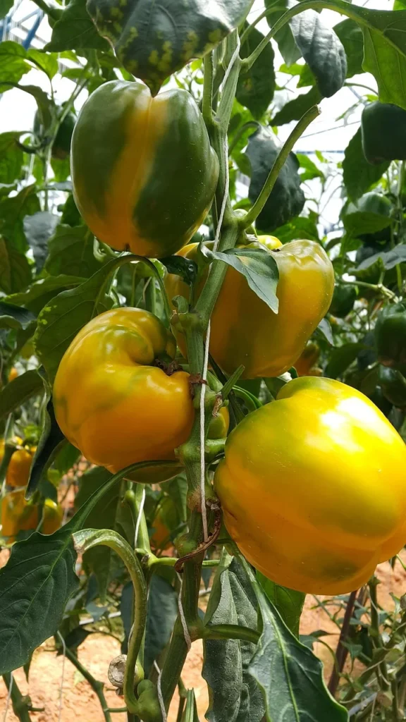 Paprika's kweken